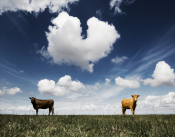 Retail & Consumer Business